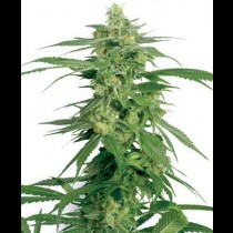Hollands Hope White label