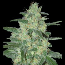 Holy grail 69