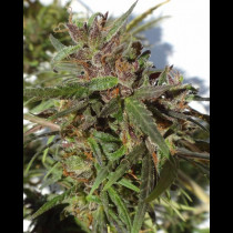 Honduras marihuana