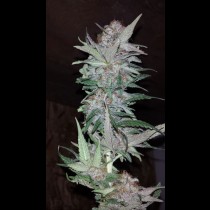 Hurkle TGA Subcool Seeds