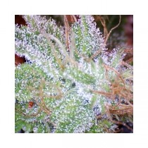 Ice Nirvana Seed
