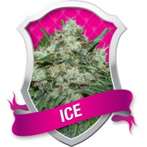Ice