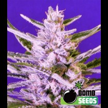 Ice Bomb Bomb seeds