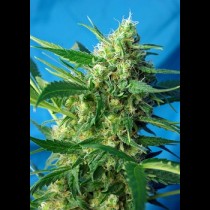 Ice Cool Auto