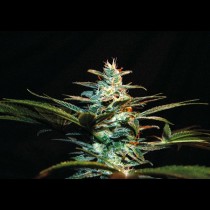 Ice cool cannabis strain seeds