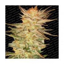 Ice Cream Strain