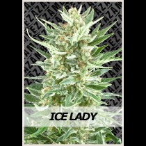 Ice Lady | Zambeza Seeds