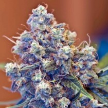 Iced Grapefruit Female Seeds