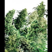 Indoor Mix Regular seeds cannabis