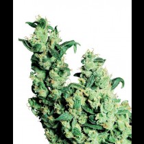 Jack Herer Regular seeds