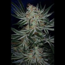Jack the Ripper TGA Subcool Seeds