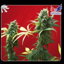 Positronics Jack Diesel