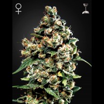 Jack Herer | Green House Seeds