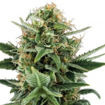 Jack Herer Auto Bulk Seeds