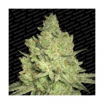 Jacky White Strain 