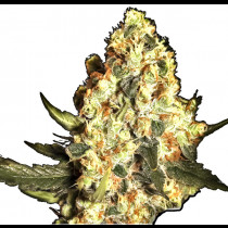 Jamaicain Dream Bulk Seeds