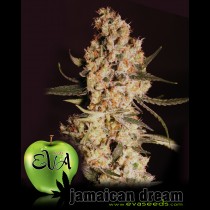 Jamaican Dream Feminised seeds cannabis
