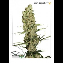 Jorge's Diamonds Dutch Passion