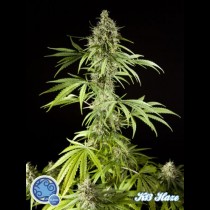 K-13 Haze