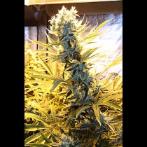 Kaboom TGA Subcool Seeds