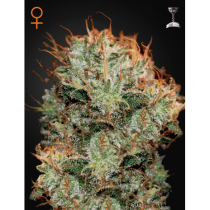 Kaia Kush