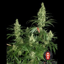 Kali Mist Serious Seeds