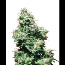Kali Haze White Label