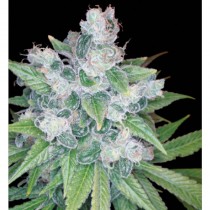 Kandy Kush Dna Genetics