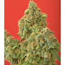 Kaya Gold feminized Nirvana Seeds
