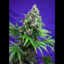 Killer Kush Sweet Seeds