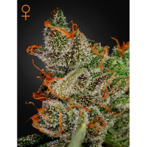 King Kush