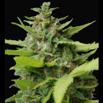 Kiss dragon cannabis