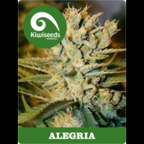 Alegria | Kiwi Seeds