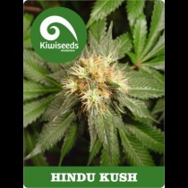 Hindu Kush strain