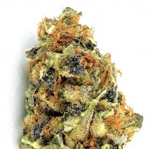 KO Kush