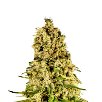 Kosher Kush Fatbush Seeds