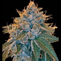 Kosher Kush
