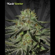 Kush Doctor