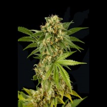 Kush-N feminised cannabis seed