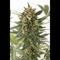 Kush-N-Cheese Autoflowering