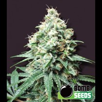 Kush Bomb