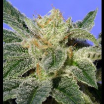 Kushage 