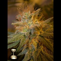Kushberry