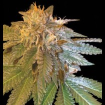 LA Confidential cannabis seeds
