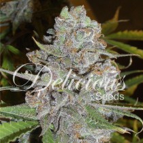 La Diva Delicious seeds