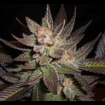 Lavender cannabis