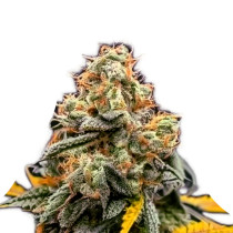 LEMON OG