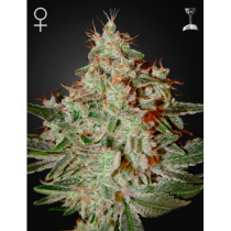 Lemon Skunk