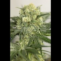 Lemon Critical