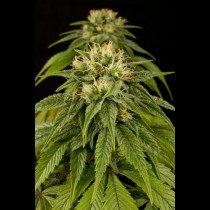 Lemon Juice Express Auto